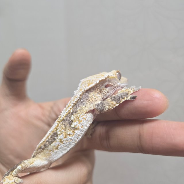 노멀 드리피 쿼드 화이트스팟