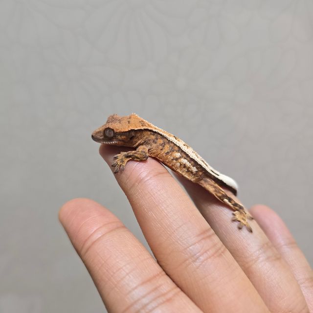 풀핀 세이블