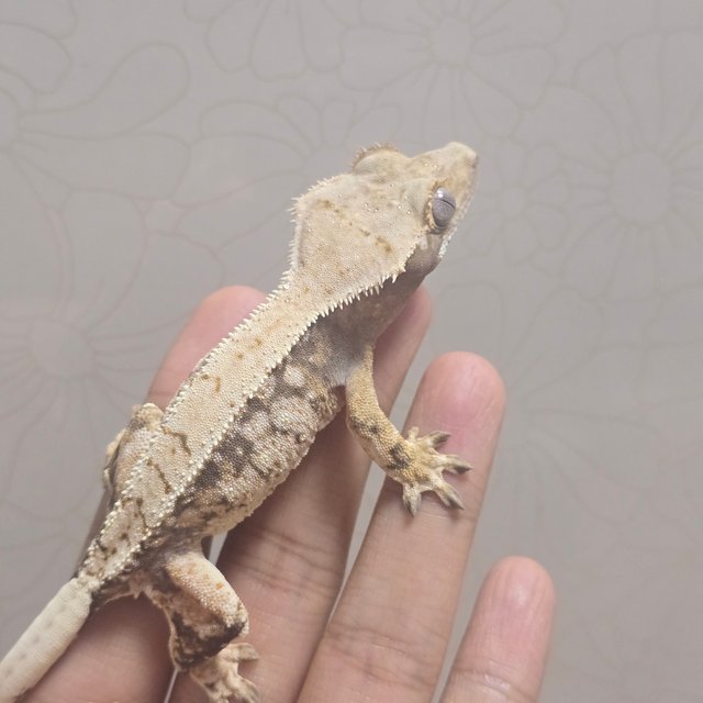 노멀 트라이 드리피 화이트스팟