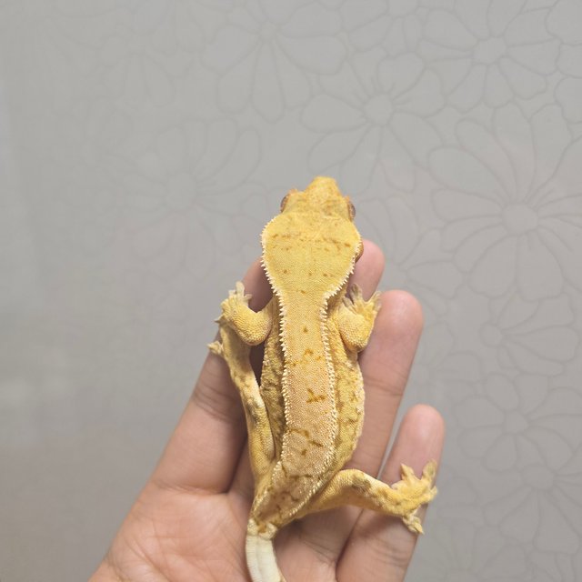 노멀 레드 쿼드