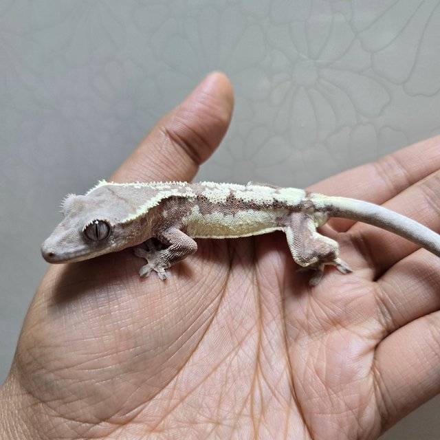 세이블 릴리 세이블