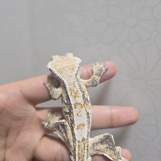 노멀 드리피 쿼드 화이트스팟