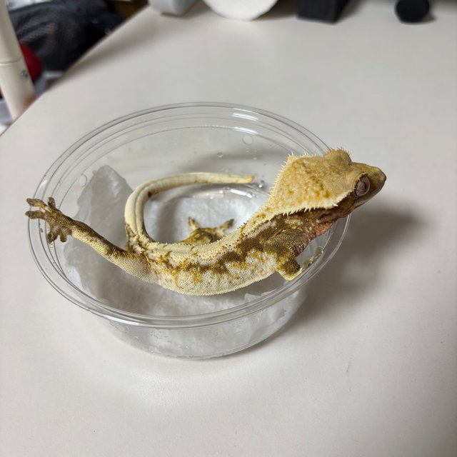 노멀 드리피 화이트스팟