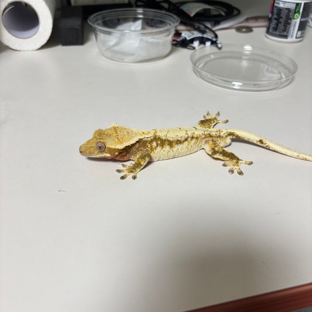 노멀 드리피 화이트스팟