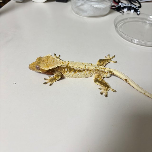 노멀 드리피 화이트스팟