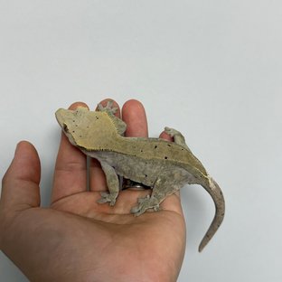 100%헷아잔틱 카푸치노