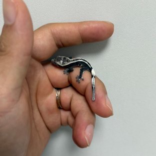아잔틱 풀핀
