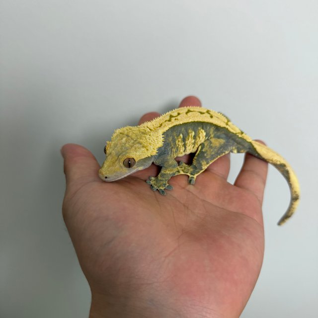 노멀 트라이 할리퀸