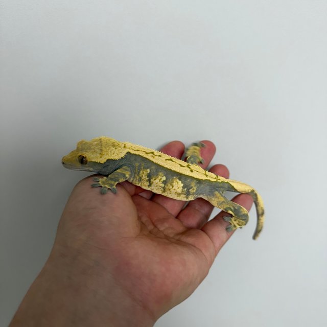 노멀 트라이 할리퀸