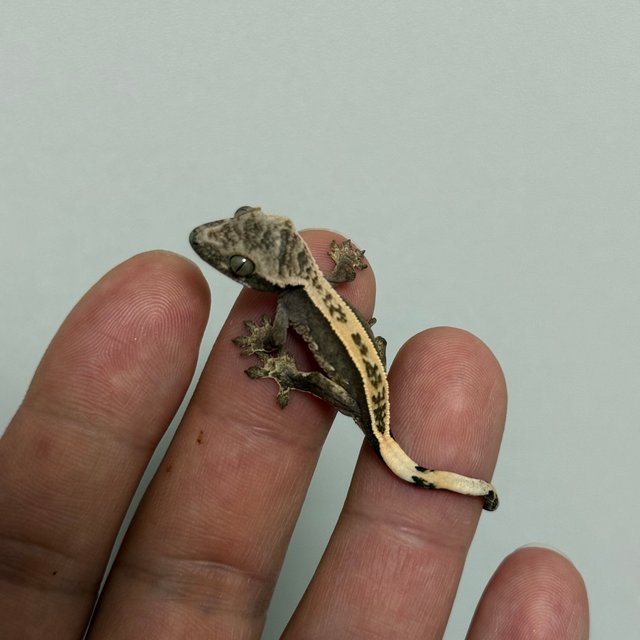 100%헷아잔틱 풀핀 엠티백