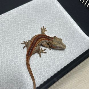 레드 스트라이프