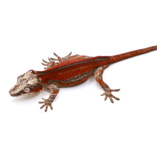 레드 스트라이프