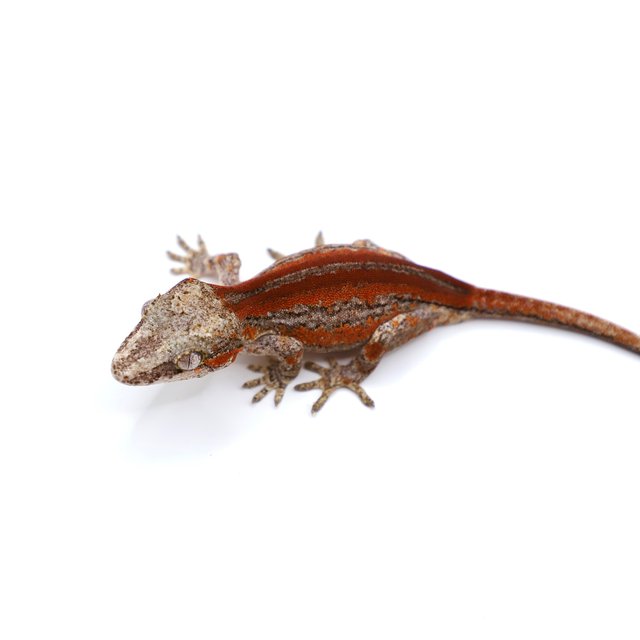 레드 스트라이프