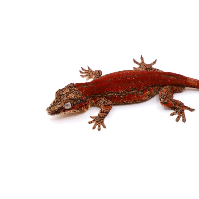 레드 스트라이프