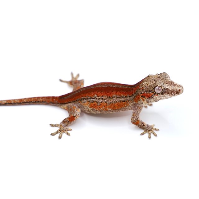 레드 스트라이프