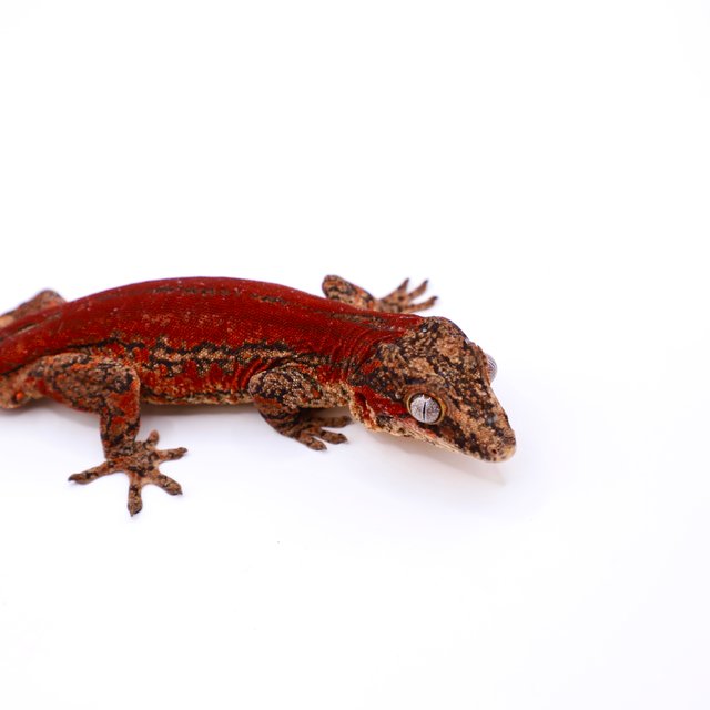 레드 스트라이프