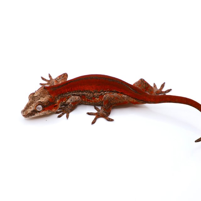 레드 스트라이프