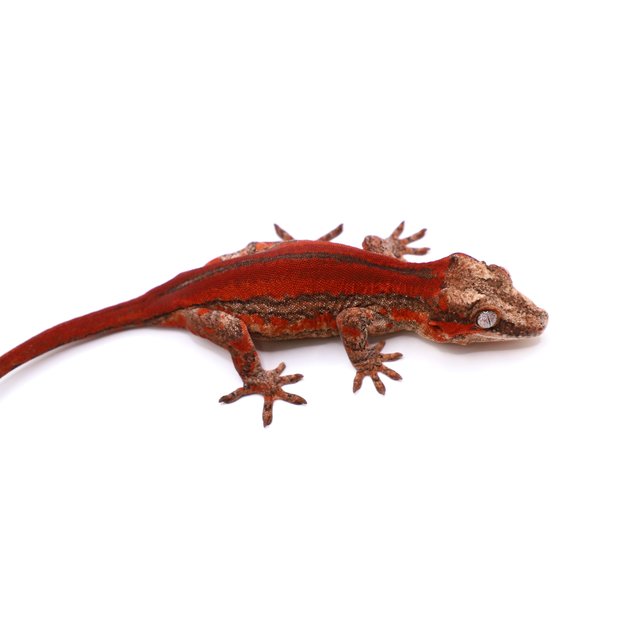 레드 스트라이프