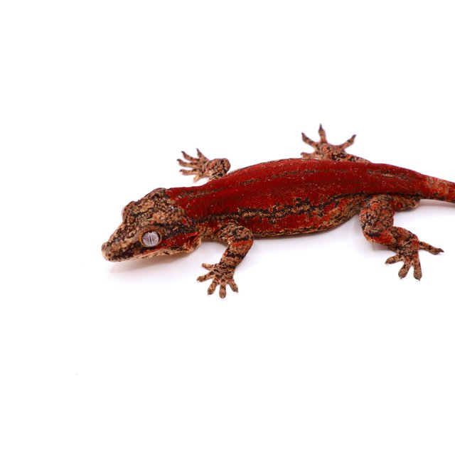 레드 스트라이프