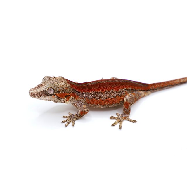 레드 스트라이프