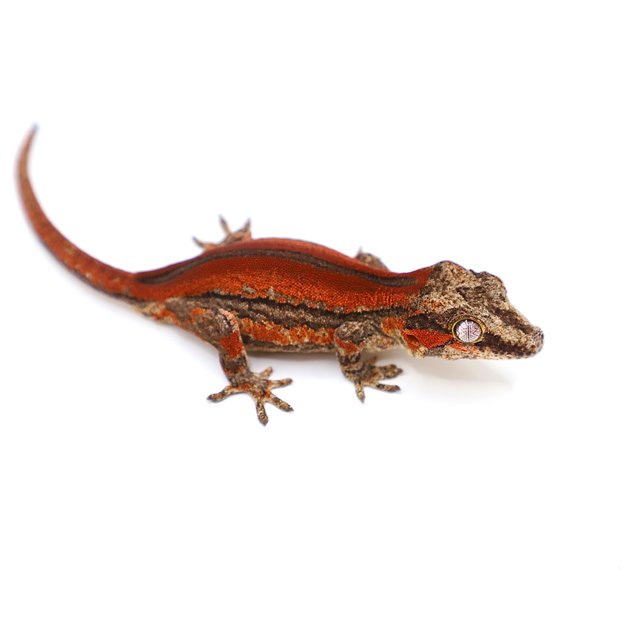 레드 스트라이프