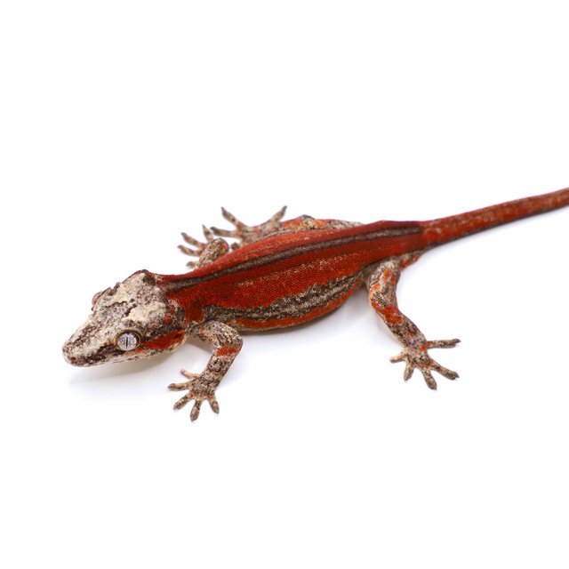 레드 스트라이프