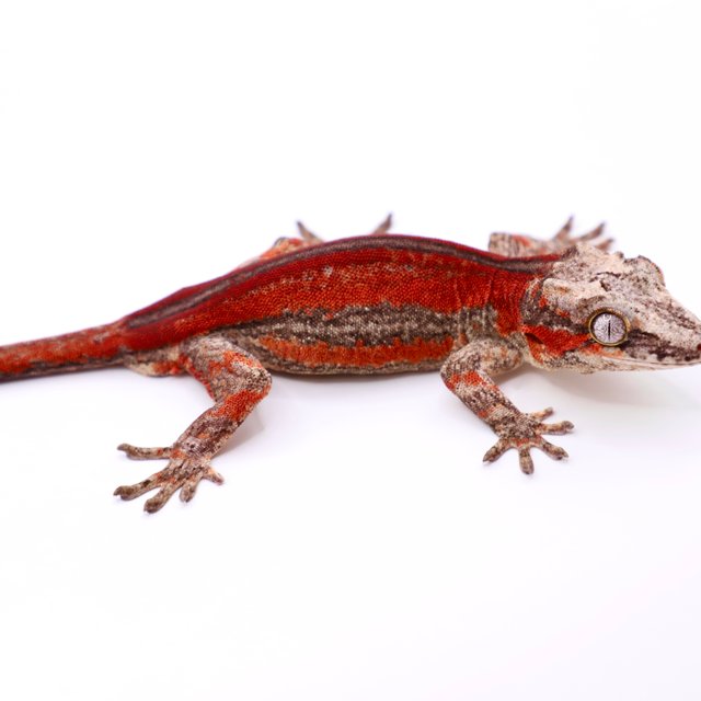 레드 스트라이프