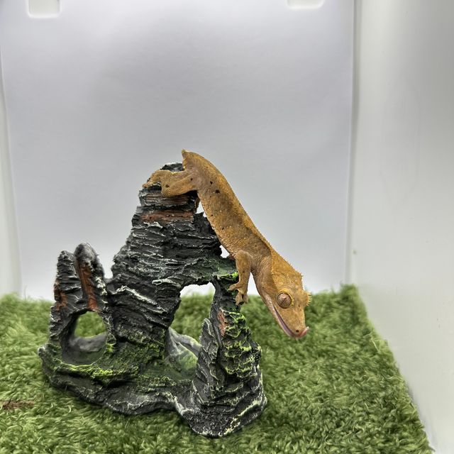 벅스킨