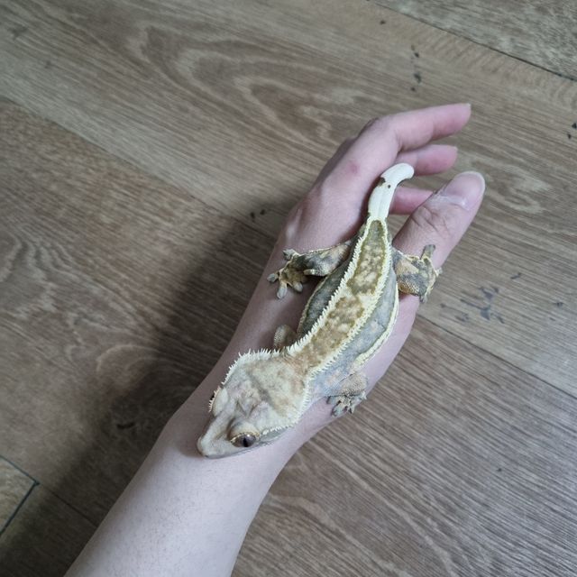 쿼드 풀핀 노멀
