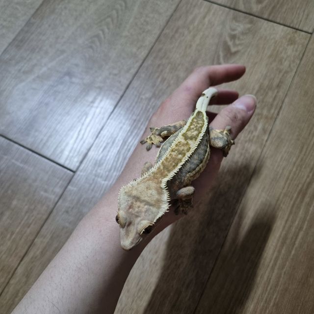 쿼드 풀핀 노멀