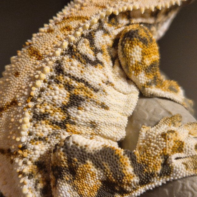 노멀 트라이 화이트포트홀 할리퀸