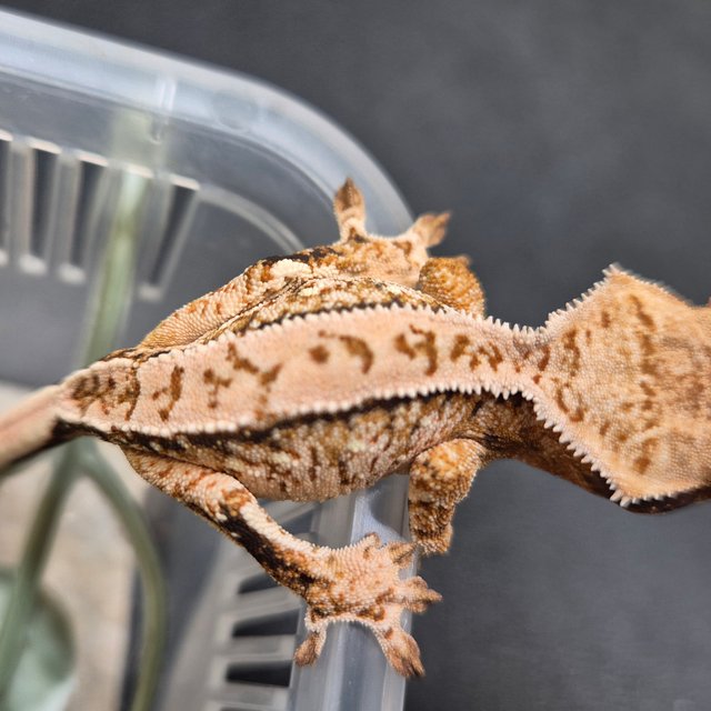 노멀 익스트림할리퀸