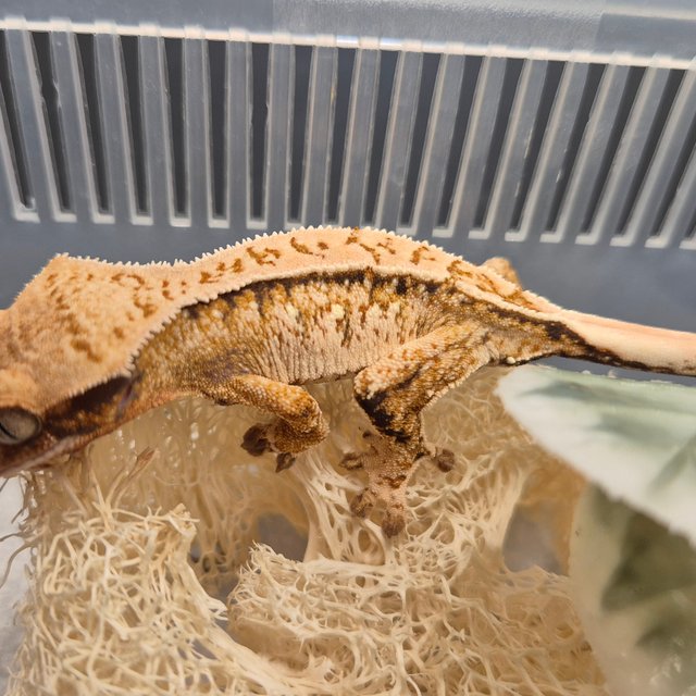 노멀 익스트림할리퀸