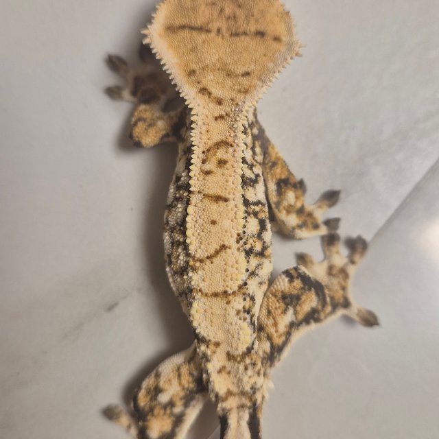 노멀 트라이 화이트포트홀 할리퀸