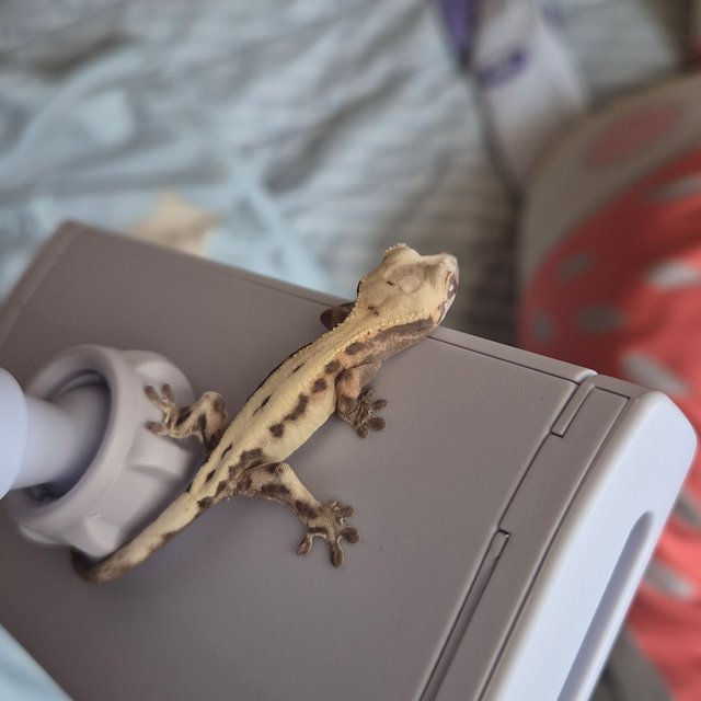 슈퍼세이블 릴리