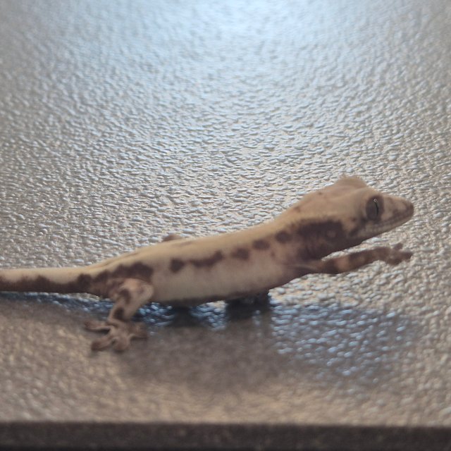 슈퍼세이블 릴리