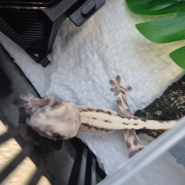 슈퍼세이블 릴리