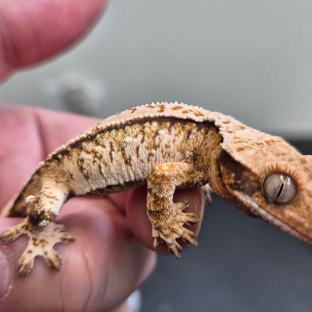 노멀 익스트림할리퀸