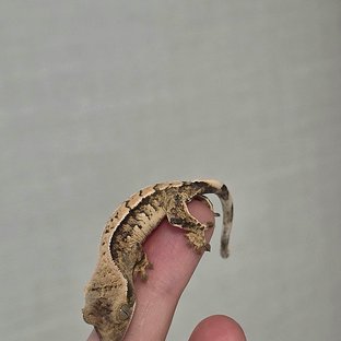 노멀