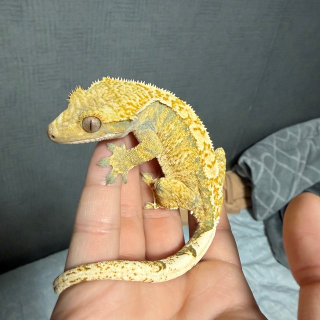 트라이 익스트림할리퀸