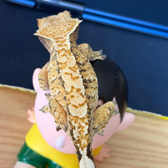 트라이 익스트림할리퀸