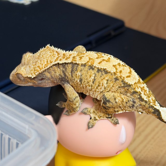 트라이 익스트림할리퀸