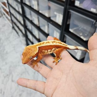 포르쉐