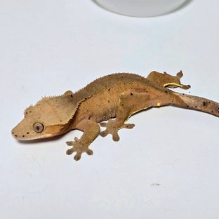 100%헷아잔틱 레드 바이