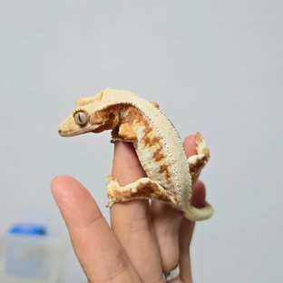 레드 릴리화이트