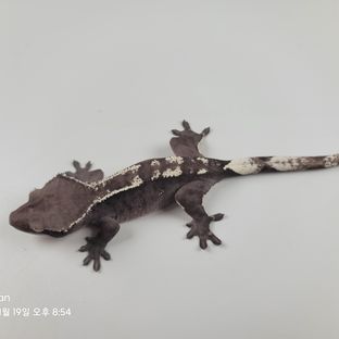 동배