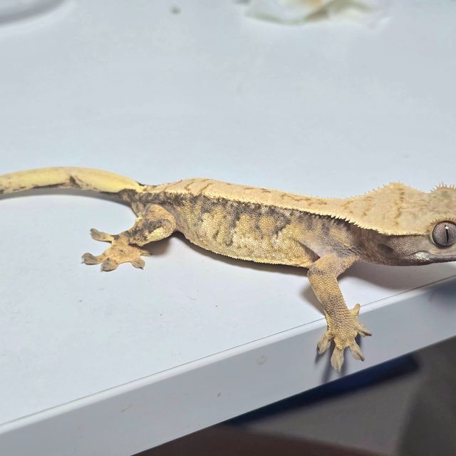 노멀 트라이 익스트림할리퀸 풀핀 할리퀸 쿼드