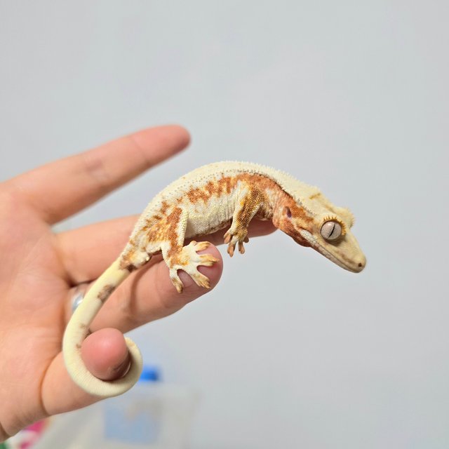 레드 릴리화이트