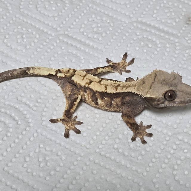 세이블