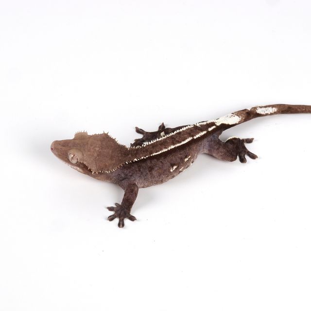 아잔틱